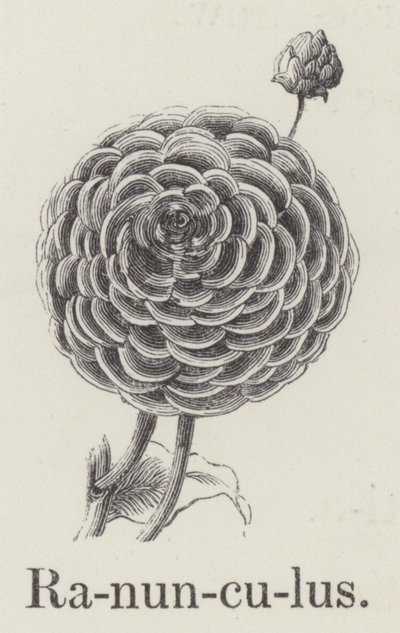 Ranunculus (metszet) alkotó: English School