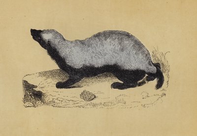 Ratel (színes litográfia) alkotó: English School