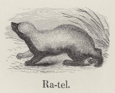 Ratel (metszet) alkotó: English School