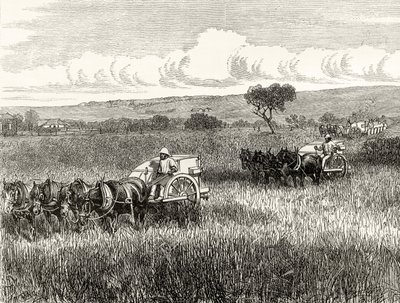 Aratás Dél-Adelaide-ben, 1880 körül, Howard Willoughby „Australian Pictures”-ből, a Religious Tract Society, London, 1886 alkotó: English School