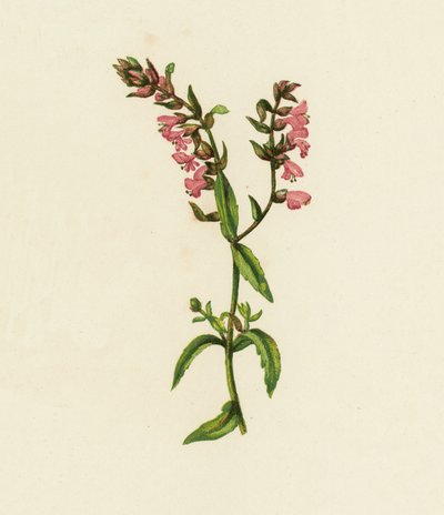 Vörös Bartsia, Bartsia odontites (színes litográfia) alkotó: English School