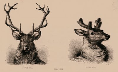 Red Deer (metszet) alkotó: English School