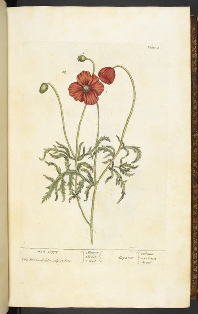 Vörös mák, 2. tábla Elizabeth Blackwell „A Curious Herbal...” című művéből alkotó: English School