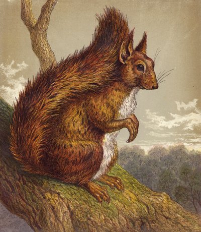Vörös mókus (színes litográfia) alkotó: English School