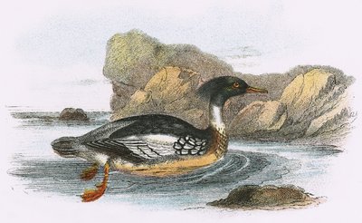 Vörös mellű Merganser alkotó: English School