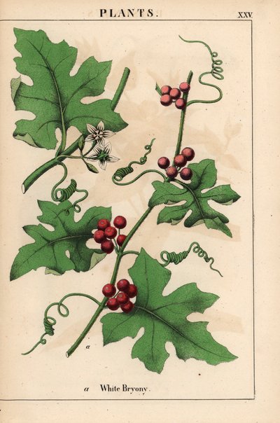 Piros bryony piros bogyós gyümölcsökkel. Bryonia dioica   , a "The Instructive Picturebook, or Lessons from the Vegetable World", [Charlotte Mary Yonge], Edinburgh alkotó: English School