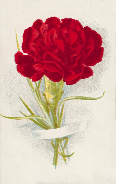 Vörös szegfű (chromolitho) alkotó: English School