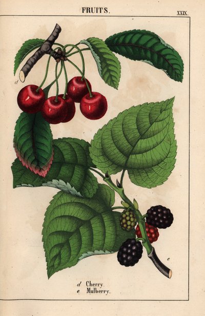 Piros cseresznye és eperfa gyümölcs   , a "The Instructive Picturebook, or Lessons from the Vegetable World", [Charlotte Mary Yonge], Edinburgh alkotó: English School