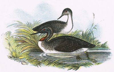 Vöröstorkú búvár alkotó: English School