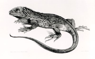 Hüllő, illusztráció a H.M.S. Beagle utazásának zoológiájából, 1832-36, Charles Darwin (1809-92) alkotó: English School