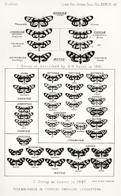 Hasonlóságok a trópusi amerikai lepkékben, illusztráció a The Hope Reportsból, Vol. II, 1897-1900., szerkesztette: Edward B. Poulton, Oxford, 1901 alkotó: English School
