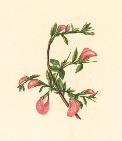 Rest-Harrow, Ononis Arvensis (színes litográfia) alkotó: English School