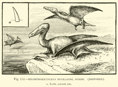 Rhamphorhynchus Bucklandi, Goldf, restaurálva alkotó: English School