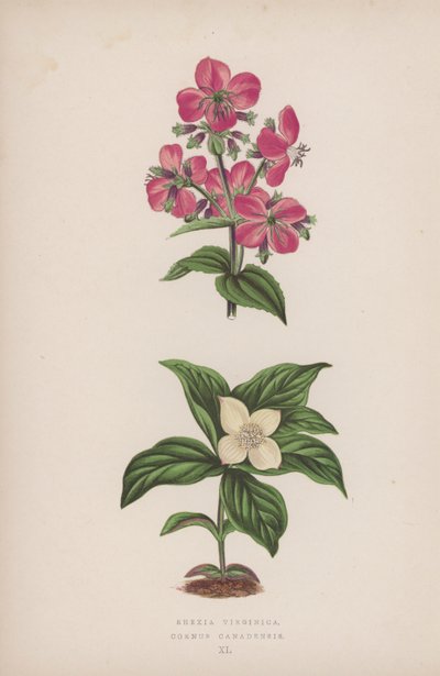 Rhexia Virginica; Cornus Canadensis (színes litho) alkotó: English School