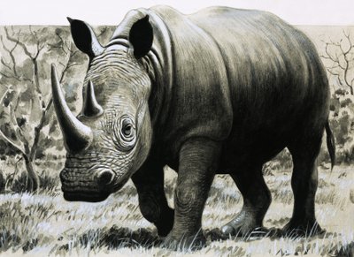 Rhinoceros alkotó: English School