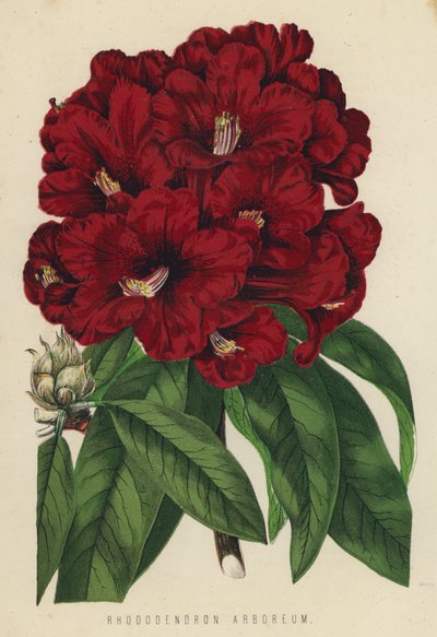 Rhododendron Arboreum alkotó: English School