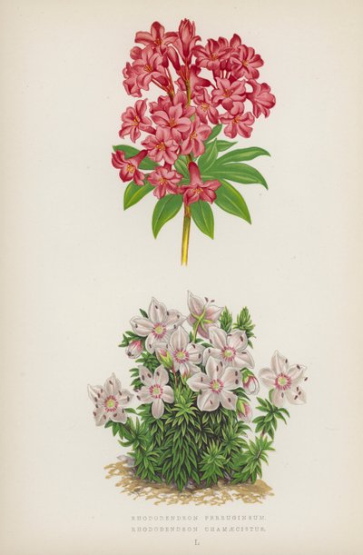Rhododendron Ferrugineum; Rhododendron Chamaecistus (színes litho) alkotó: English School