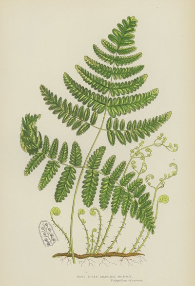 Merev háromágú polipodia (színes litho) alkotó: English School