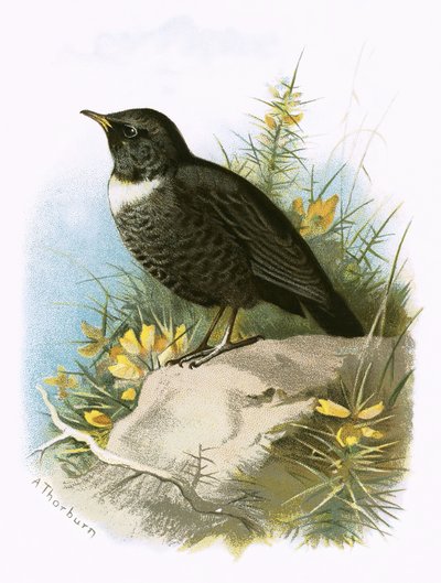 Ring Ouzel alkotó: English School