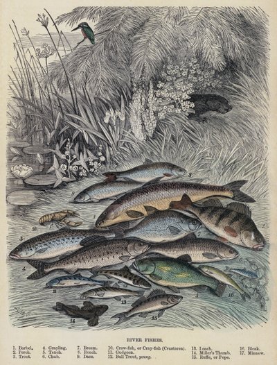 River Fishes (színes metszet) alkotó: English School