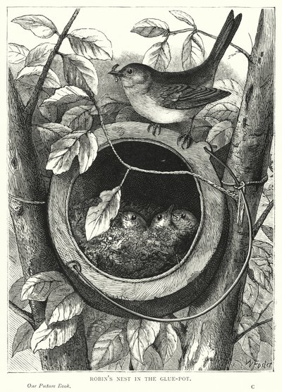 Robin fészek a ragasztótartóban (metszet) alkotó: English School