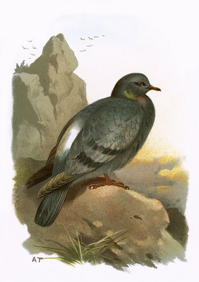 Rock Dove alkotó: English School