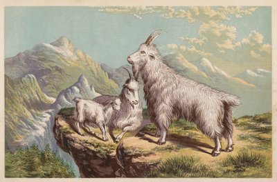 Sziklás hegyi kecske, Aplocerus Montanus (színes litográfia) alkotó: English School