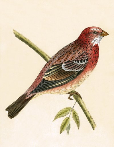 Rosy Bullfinch, illusztrációja Charles Robert Bree (1811-86) „Európa madarainak története, amelyeket nem figyeltek meg a Brit-szigeteken” című művéből, 1867. alkotó: English School
