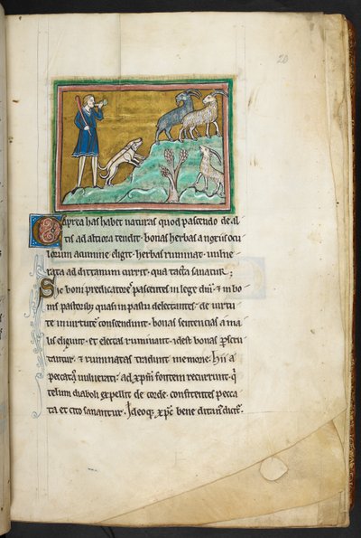 Királyi 12 F.XIII, f.20 Kutyás vadász vagy farmer, aki kecskéket üldöz.  Bestiary (ff. 3-141), Lapidary (ff. 141v-149)  13. század 2. negyede alkotó: English School