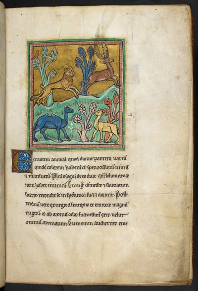 Királyi 12 F.XIII, f.7   Leopárd, aki szarvasbikát üldöz, tevével és egy másik állattal.  Bestiaryból (ff. 3-141), Lapidaryból (ff. 141v-149)  13. század 2. negyede alkotó: English School
