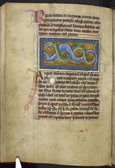 Royal MS 12 C XIX, f.63v Anguis, a 