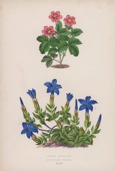 Rubus Arcticus; Gentiana Verna (színes litó) alkotó: English School