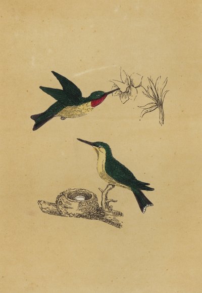 Rubin-torkú kolibri (színes litográfia) alkotó: English School