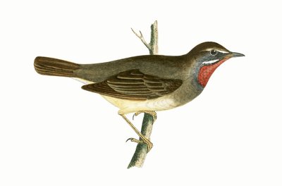 Ruby Throated Warbler, illusztráció Charles Robert Bree (1811-86) „A Brit-szigeteken nem megfigyelt európai madarak története” című művéből, 1867. alkotó: English School