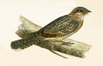 Russet Necked Nightjar, illusztrációja Charles Robert Bree (1811-86) „A British-szigeteken nem megfigyelt európai madarak története” című művéből, 1867-ben megjelent alkotó: English School