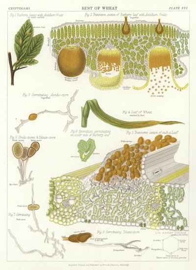 Búza rozsda alkotó: English School