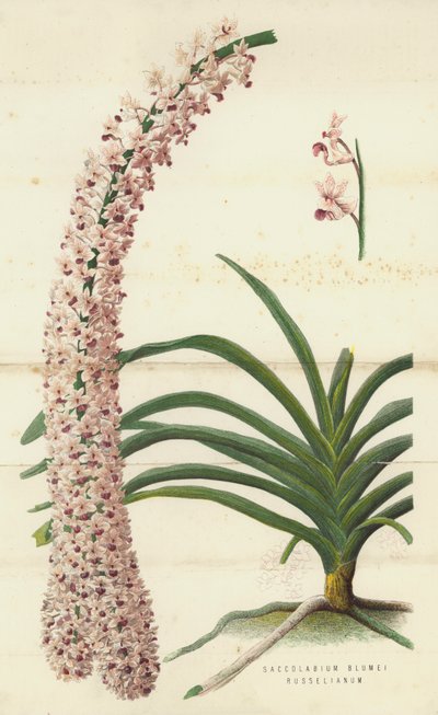 Saccolabium Blumei Russelianum (chromolitho) alkotó: English School
