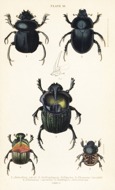 Szent szkarabeusz bogár, Scarabaeus szent 1, trágyabogarak, Onthophagus nuchicornis 2, Coprophanaeus lancifer 3, Sulcophanaeus mészáros 4 és földet fúró trágyabogár, Geotrupes börtön alkotó: English School
