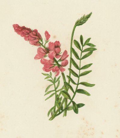 Scientifin, Onobrychis sativa (színes litho) alkotó: English School