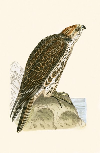 Kerecsensólyom, Charles Robert Bree (1811-86) „A British-szigeteken nem megfigyelt európai madarak története” című illusztrációja, 1867. alkotó: English School