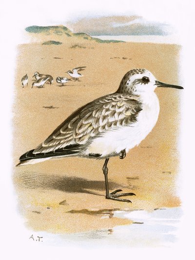 Sanderling alkotó: English School