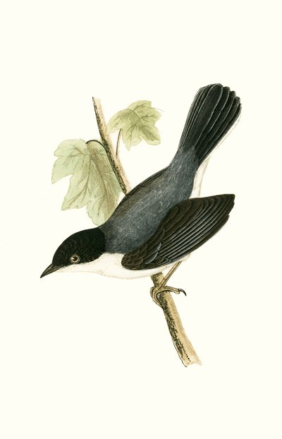 Szardíniai poszáta, illusztrációja Charles Robert Bree (1811-86) „A Brit-szigeteken nem megfigyelt európai madarak története” című művéből, 1867. alkotó: English School