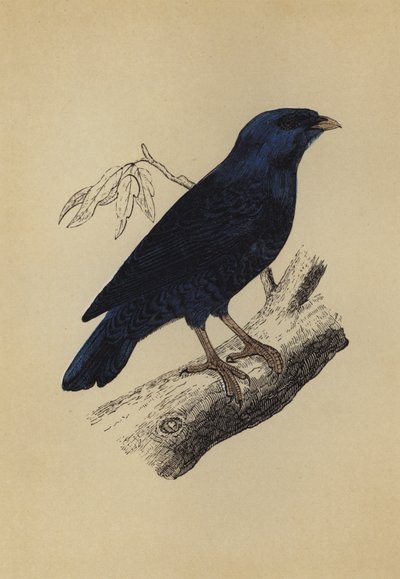 Satin Bird (színes litográfia) alkotó: English School