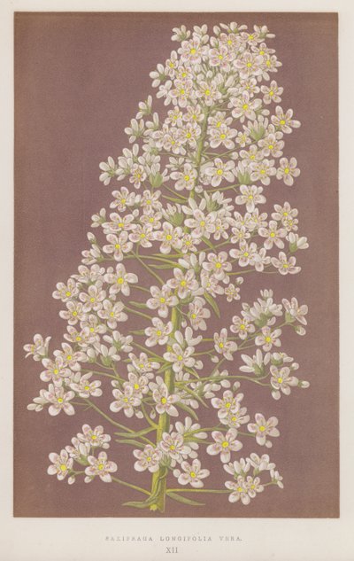 Saxifraga longifolia Vera (színes litó) alkotó: English School