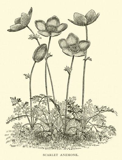 Scarlet Anemone alkotó: English School