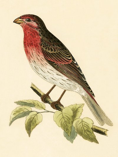 Scarlet Bullfinch, illusztrációja Charles Robert Bree (1811-86) „Európa madarainak története, amelyeket nem figyeltek meg a Brit-szigeteken” című művéből, 1867. alkotó: English School