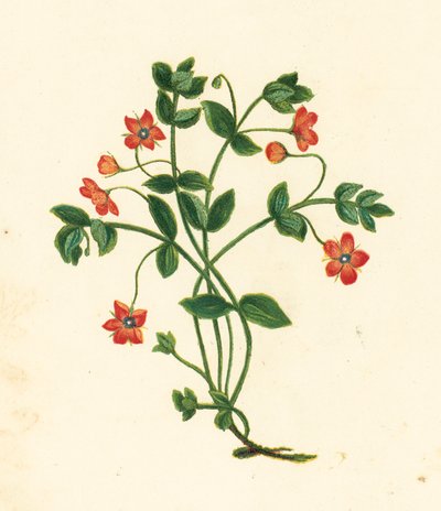 Scarlet Pimpernel, Anagallis Arvensis (színes litográfia) alkotó: English School