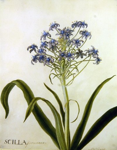 Scilla Peruviana botanikai tanulmány (akvarell papíron) alkotó: English School