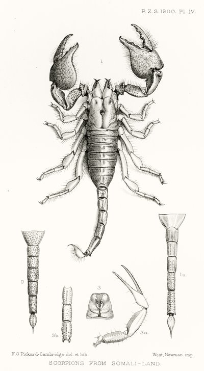 Scorpions from Somaliland, illusztráció a The Hope Reportsból, Vol. II, 1897-1900., szerkesztette: Edward B. Poulton, Oxford, 1901 alkotó: English School