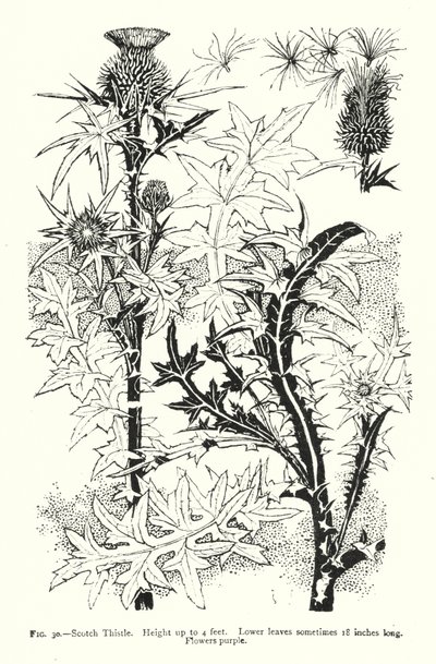 Scotch Thistle; Magasság legfeljebb 4 láb; Az alsó levelek néha 18 hüvelyk hosszúak; Lila virágok (metszet) alkotó: English School